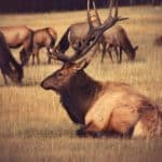 Top binoculars for elk & deer hunting