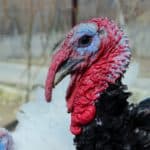 turkey hunting tips and guide