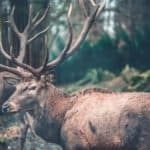 best binoculars for deer antlers