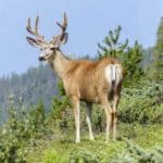 easy tips for hunting elks
