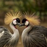 Are birds scared of binoculars